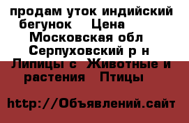  продам уток индийский бегунок  › Цена ­ 500 - Московская обл., Серпуховский р-н, Липицы с. Животные и растения » Птицы   